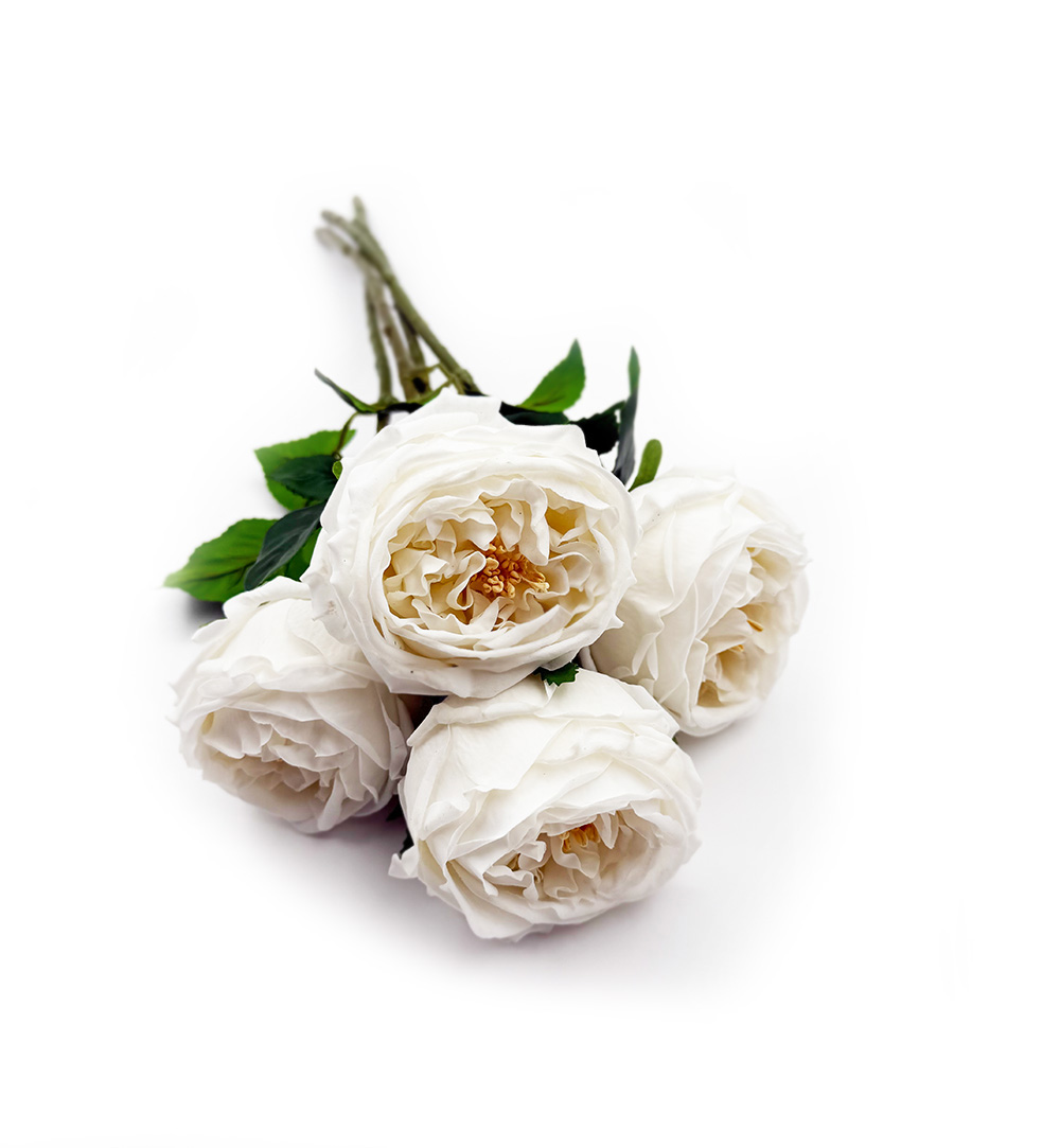 English Cabbage Rose Bundle of 4 - Pure White