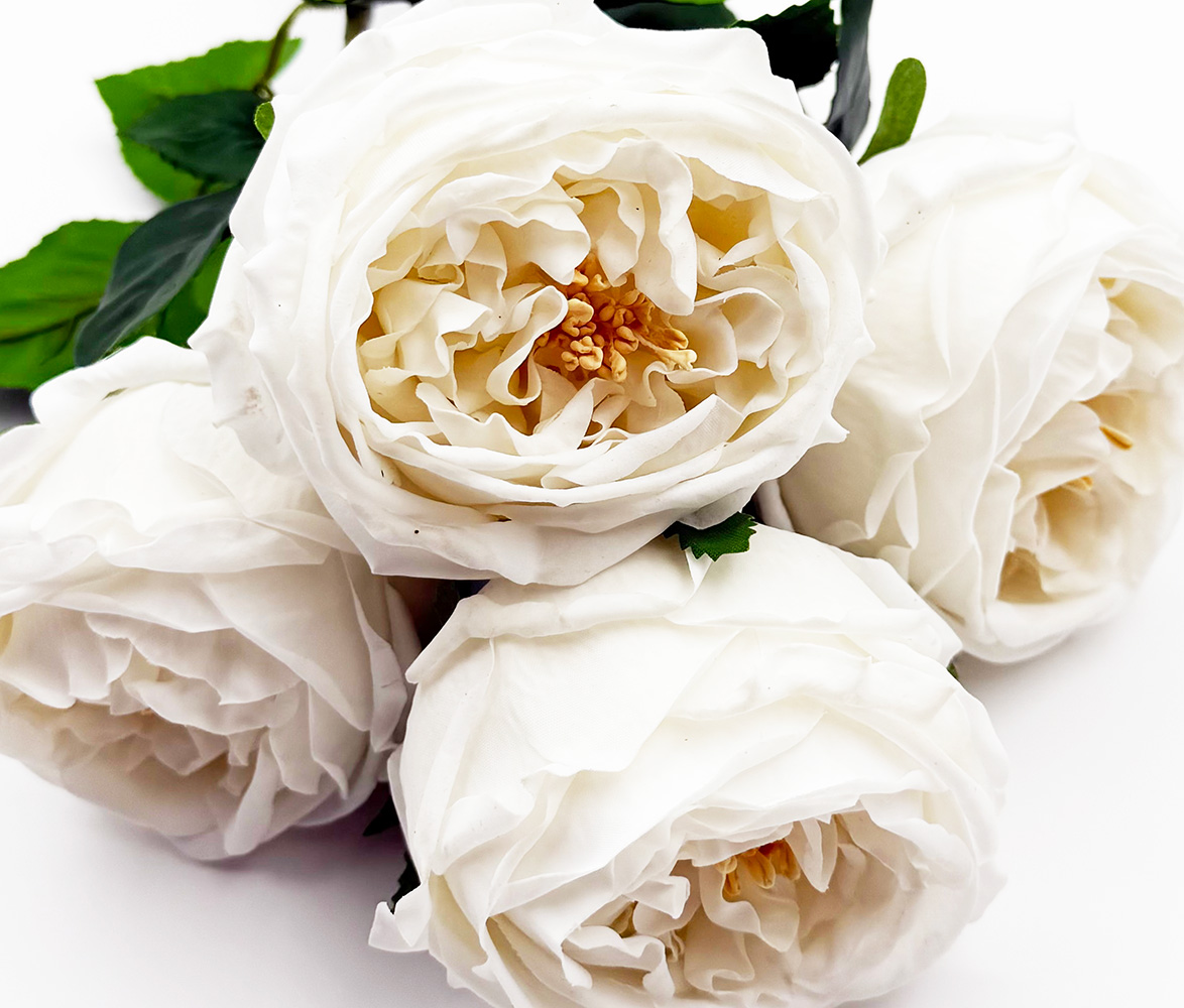 English Cabbage Rose Bundle of 4 - Pure White - Image 2