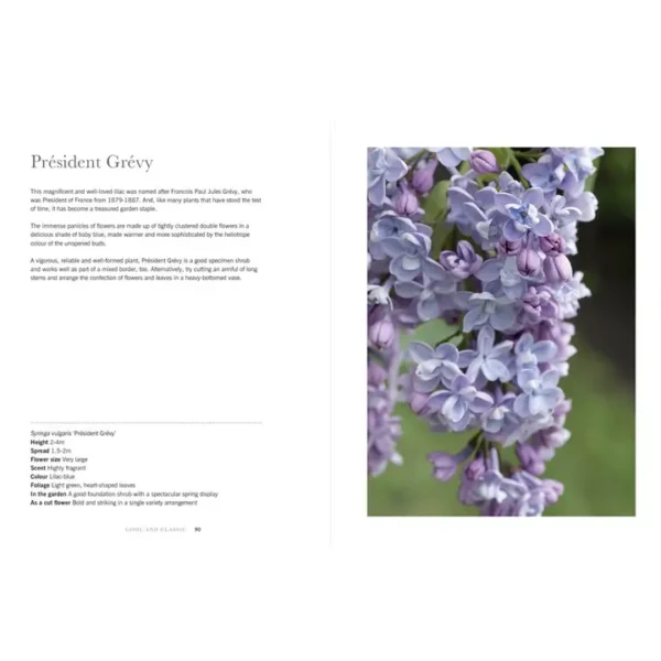 Lilacs: Beautiful Varieties for Home and Garden - Image 3