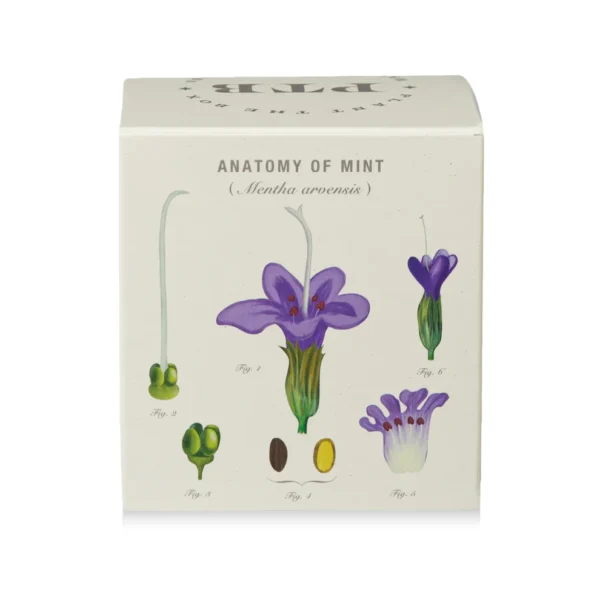 Crushed Mint Plant-the-Box Candle - 9 oz - Image 4