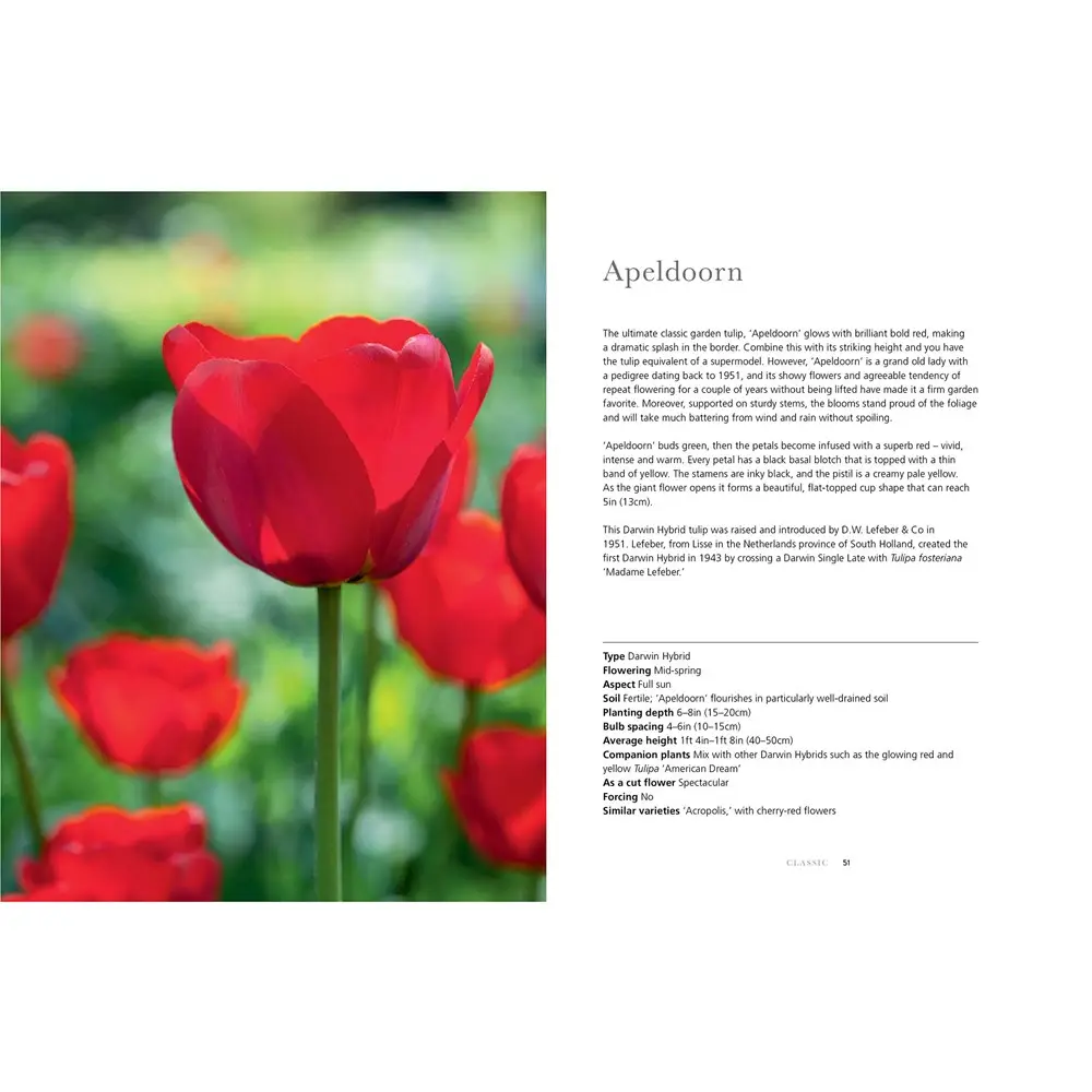 Tulips: Beautiful Varieties for Home and Garden - Image 2