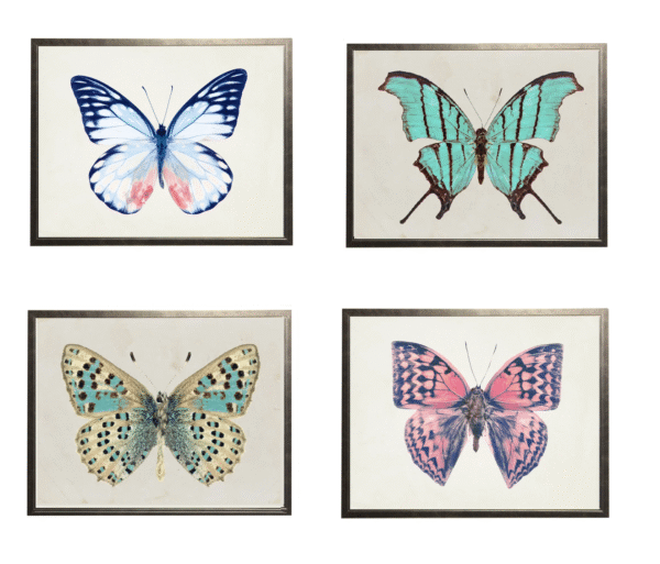 Butterfly Quartet Wall Art - Four 8 x 10 Prints