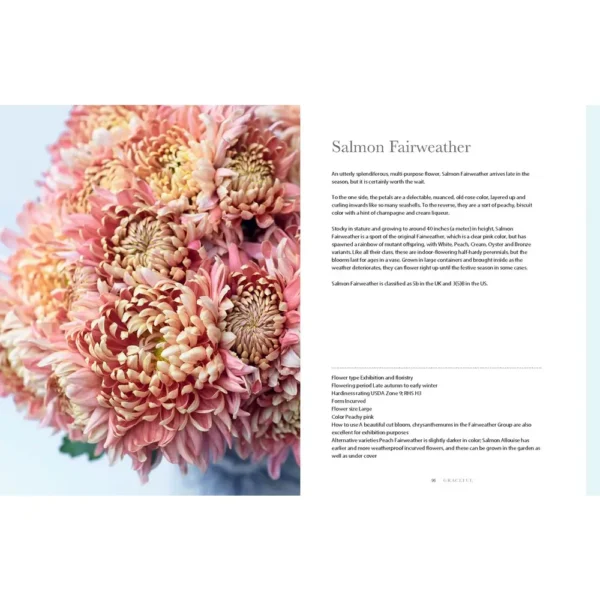 Chrysanthemums: Beautiful Varieties for Home and Garden - Image 2