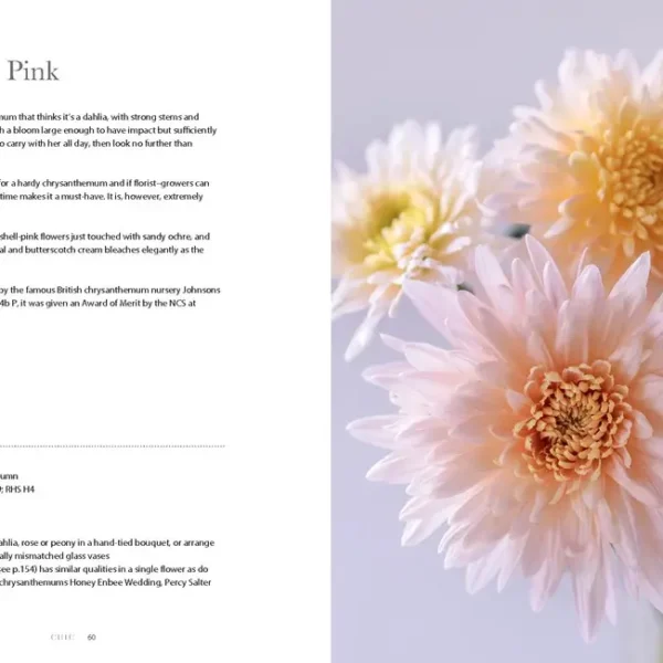 Chrysanthemums: Beautiful Varieties for Home and Garden - Image 4