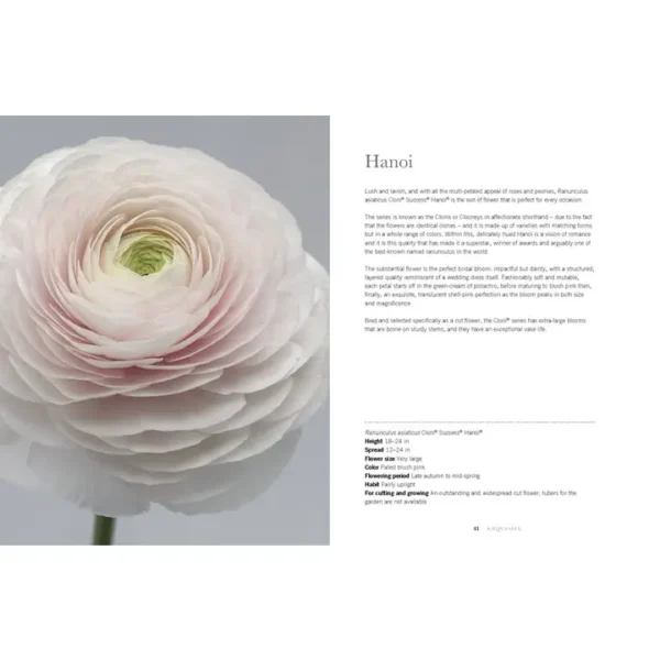 Ranunculus: Beautiful Varieties for Home and Garden - Image 3