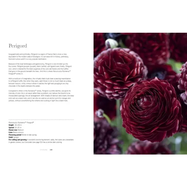 Ranunculus: Beautiful Varieties for Home and Garden - Image 4
