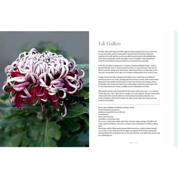 Chrysanthemums: Beautiful Varieties for Home and Garden - Image 3