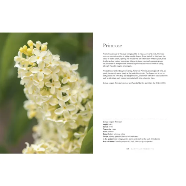 Lilacs: Beautiful Varieties for Home and Garden - Image 2
