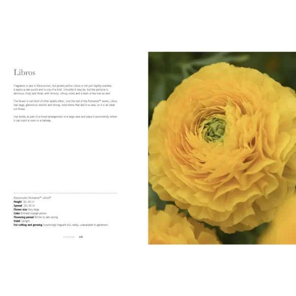 Ranunculus: Beautiful Varieties for Home and Garden - Image 2