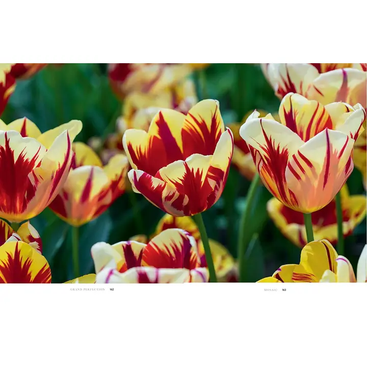 Tulips: Beautiful Varieties for Home and Garden - Image 4